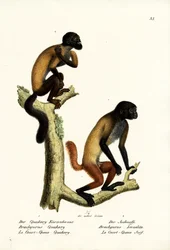 Bärtiger Saki, 1824